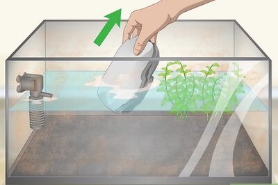 How to Clean an Old Fish Tank