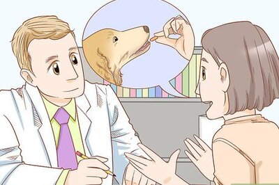 How to Get Rid of Ringworm in Dogs