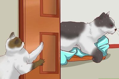 How to Encourage Multiple Cats to Get Along with Each Other