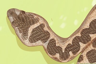 How to Differentiate Between Venomous and Non‐Venomous Snakes