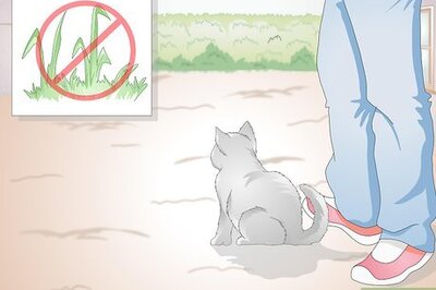 How to Stop Your Cat from Eating Grass