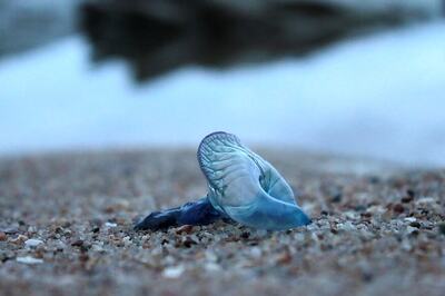 Australia Beaches Shut Down After Over 2,600 People Stung by Jellyfish