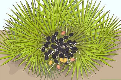 How to Eat Saw Palmetto Berries
