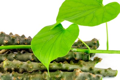 Can Giloy Boost Immunity, Fight COVID? IISER Bhopal Researchers Find Out