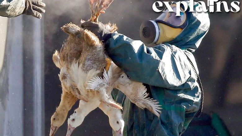 As Bird Flu Spreads Across Globe, Can it Cause the 'Next Pandemic'? Explained