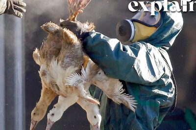 As Bird Flu Spreads Across Globe, Can it Cause the 'Next Pandemic'? Explained