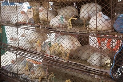 No Slaughtering of Live Birds, Delhi HC Allows Only Sale in Ghazipur Mandi