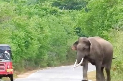 Three Elephants Killed as Goods Train Hits Them in Bengal's Alipurduar