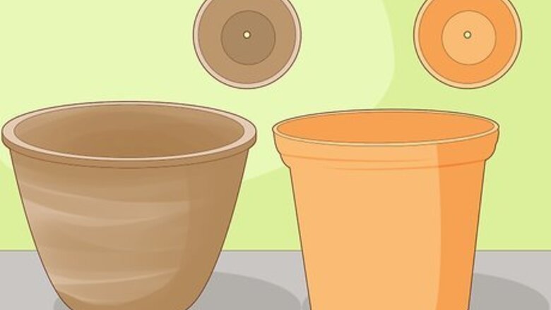 How to Keep an Ivy Plant Healthy