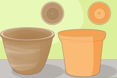 How to Keep an Ivy Plant Healthy