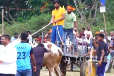 In Karnataka’s Chikkamagaluru, Locals Organise Bullock Cart Racing