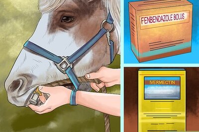 How to Prevent Parasites in Horses