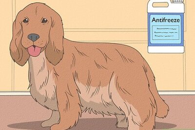 How to Diagnose Kidney Disease in Senior Dogs