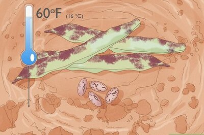 How to Grow Pinto Beans