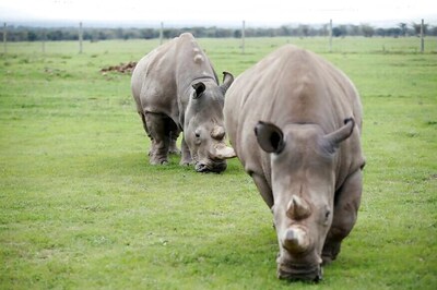 Five Rhinos Die from Suspected Anthrax Infection in Bengal's Jaldapara National Park