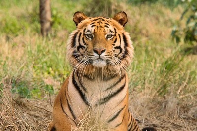 'Conflict Zone': Why Tigers in India Are Frequently Coming Out of Jungles