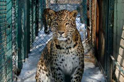 India Has 22 Critically Endangered Species of Animals and Birds, Says Centre