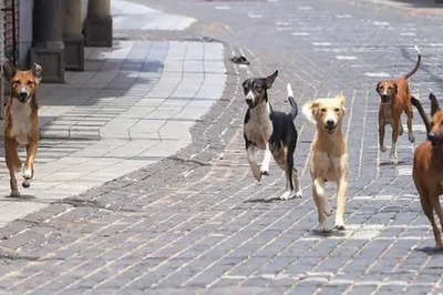 Stray Dogs Maul Woman to Death in Punjab's Kapurthala