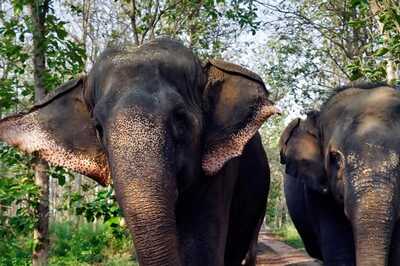 Star-Studded Voices Bring Vantara's Wildlife to Life in New Series