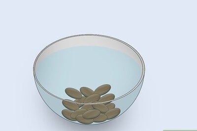 How to Grow Rhubarb from Seed