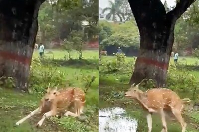 Video of Deer Taking a Massive Jump on a Busy Street Goes Viral, Netizens Call it 'Magnificent'