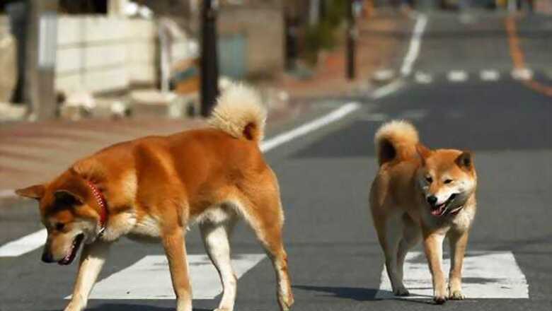Morning walkers fast deserting city streets