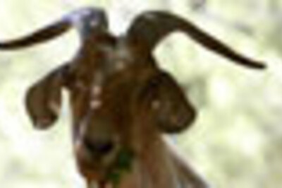 Saudi Arabia holds its first 'beautiful goat' pageant