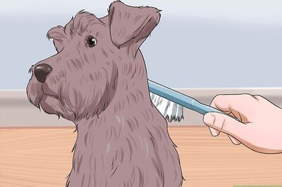 How to Groom a Miniature Schnauzer