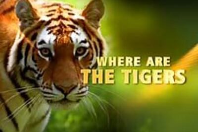 World's tigers years away from extinction: experts