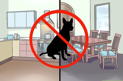 How to Set Consistent Limits for a New Dog