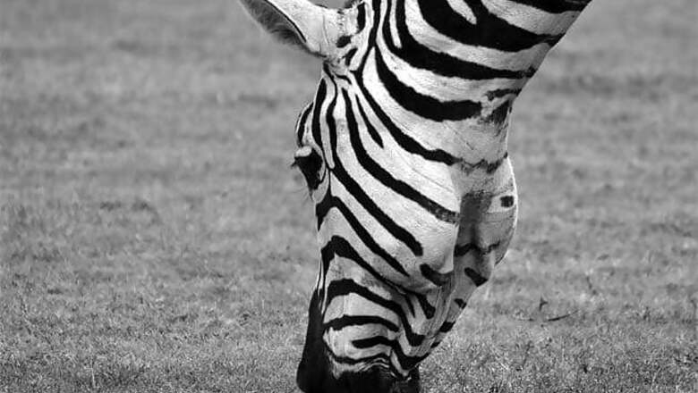 Why zebras have black and white stripes