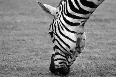 Why zebras have black and white stripes