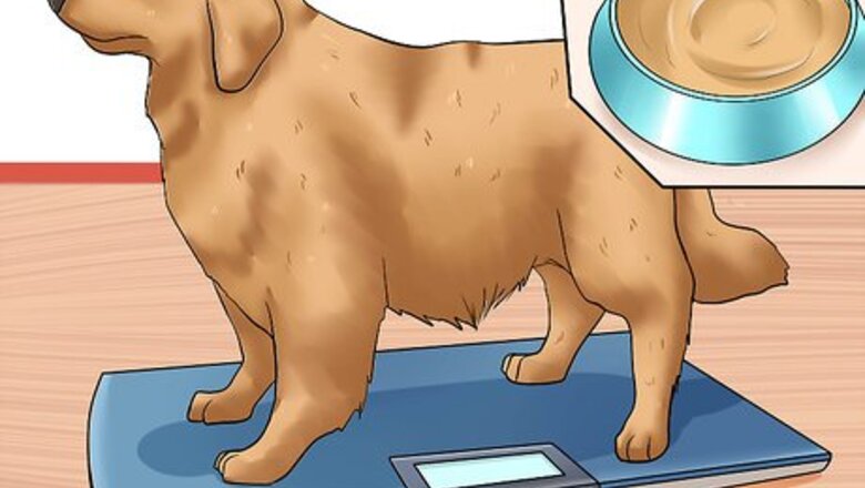 How to Prevent Arthritis in Dogs