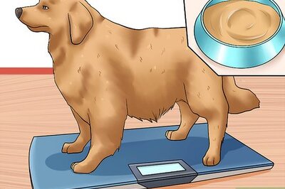 How to Prevent Arthritis in Dogs