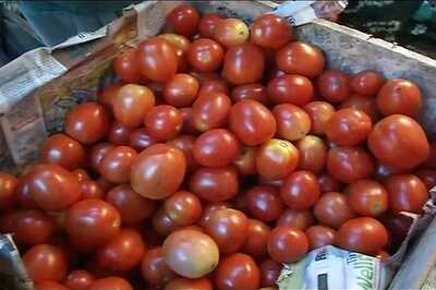 Govt Asks Mother Dairy to Sell Tomatoes at Rs 55/kg or Below as Price Continues to Surge