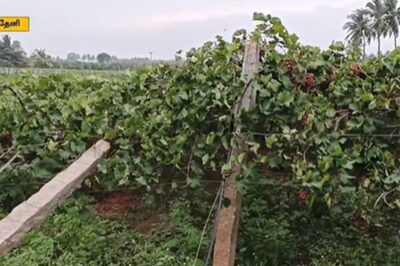 Grape Farmers In TN's Theni Incur Losses As Heavy Rainfall Uproots Vineyards