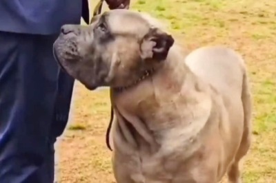 Ooty Hosts The Fun And Informative 135th Annual Dog Show With International Judge Panel