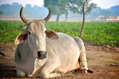 UP Man Arrested on Charge of Cow Slaughter in Shamli District