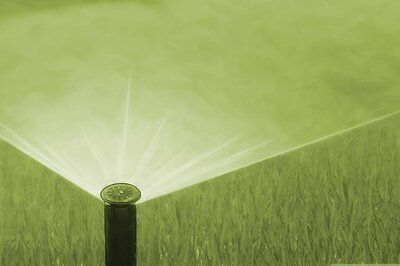 How to Kill Sod Webworms