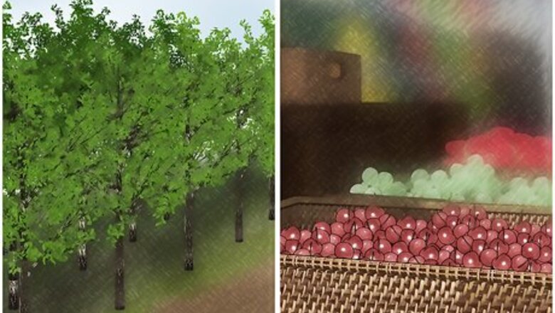 How to Select and Store Cherries