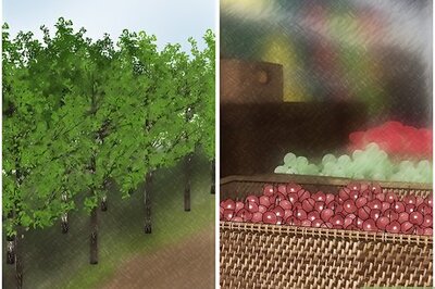 How to Select and Store Cherries