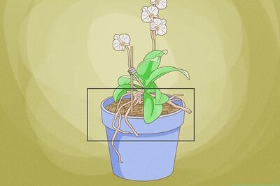 How to Repot an Orchid