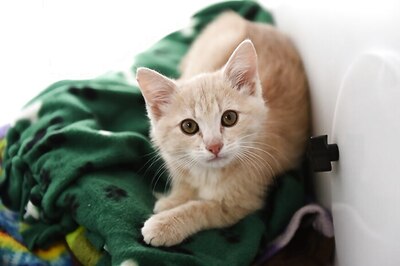 Cats with No Symptoms Spread Covid-19 to Other Cats in Lab Test