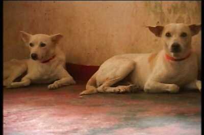 Kerala HC gives go ahead for catching stray dogs, sterilising them