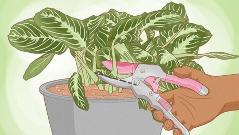 How to Propagate a Prayer Plant