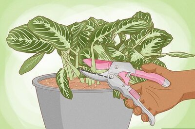 How to Propagate a Prayer Plant