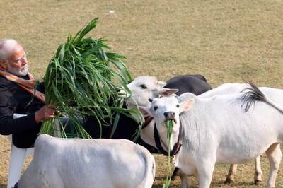 WATCH | PM Modi Feeds Fooder to Cows At His Residence on Makar Sankranti