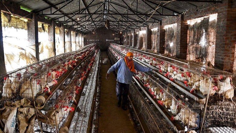 Bird Flu: Centre Asks All States to be Prepared for Any Eventuality, Create Awareness Among Public
