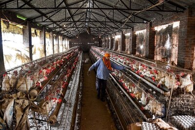Bird Flu: Centre Asks All States to be Prepared for Any Eventuality, Create Awareness Among  Public