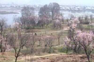 Spring is here: Kashmir's almond park attracts tourists